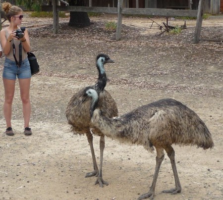 emus