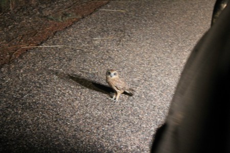 An owl, sitting in the middle of the road (: